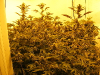 Querkle Feb 2011 Querkle Feb 2011