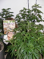 Querkle and me in the big closet Querkle and me in the big closet