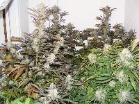 Querkle in the back - Dr. Atomic BBJ in front 2011_02210038 Querkle in the back - Dr. Atomic BBJ in front 2011_02210038