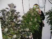 Querkle left - Dr. Atomic BBJ right 2011_02210098 Querkle left - Dr. Atomic BBJ right 2011_02210098