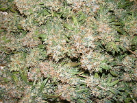 4-G fresh harvest 2012_05220007