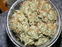 1-15-11 Dr. Atomic BBJ - Patient's pint jar of bud 050