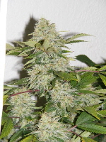 Dr_ Atomic Blueberry Jam p 1-2011028 Dr_ Atomic Blueberry Jam p 1-2011028