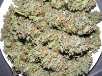 046 Strawberry Cough 2013_11170003 046 Strawberry Cough 2013_11170003