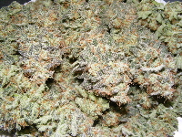 047 Strawberry Cough 2013_11170004 047 Strawberry Cough 2013_11170004