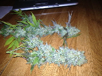 Querkle-SBC_20170101 018
