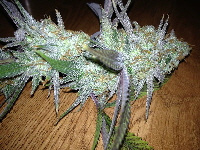 Querkle_20170101 015