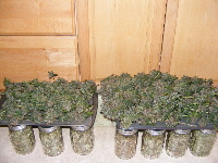 4 Strains Set for Fresh Batch of Oil 2012_05230009