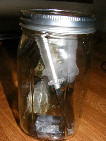 30 grams RSO-cannabis oil and strain samples 2013_1130013 30 grams RSO-cannabis oil and strain samples 2013_1130013