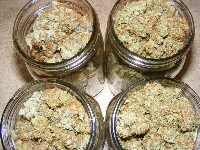 Dry Buds For Oil 2013_02140003 Dry Buds For Oil 2013_02140003