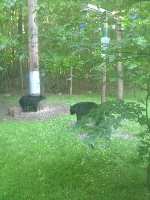 Black Bears 20160612 043 Black Bears 20160612 043