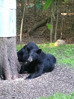 Black Bears 20160612 045