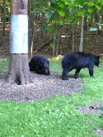 Black Bears 20160612 047 Black Bears 20160612 047