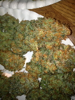 Space Dawg 7-16-14 008
