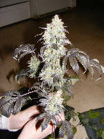 1-15-11-Strawberry Cough indica cut 018 1-15-11-Strawberry Cough indica cut 018