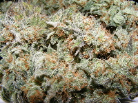 Frosty Strawberry Cough indica 5-2011 Frosty Strawberry Cough indica 5-2011