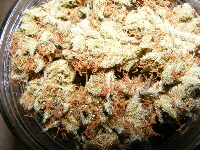 SC Kushman 45 day cure 2012_09140029 SC Kushman 45 day cure 2012_09140029