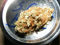 SC Kushman bud 2012_09140030 SC Kushman bud 2012_09140030