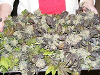 Strawberry Cough - Indica 19 11-10-11 Strawberry Cough - Indica 19 11-10-11