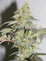 Strawberry Cough 1-2011 026 Strawberry Cough 1-2011 026