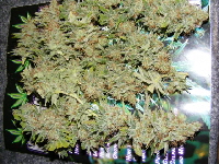 Strawberry Cough 11-2010 -039 Strawberry Cough 11-2010 -039