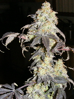 Strawberry Cough-Indica 15 11-10-11 Strawberry Cough-Indica 15 11-10-11