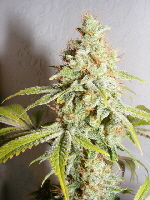 Strawberry Cough just before harvest 11-2010 -015 Strawberry Cough just before harvest 11-2010 -015