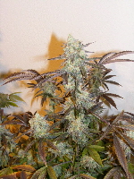 1-15-11 Purple Querkle 030 1-15-11 Purple Querkle 030