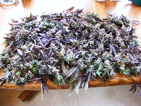Querkle 2011 063 Querkle 2011 063
