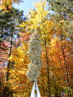 Taking a querkle bud on a fall color tour 2012_10020016