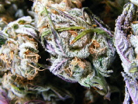 querkle buds ready to smoke querkle buds ready to smoke