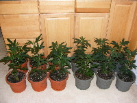 Querkle and Qush Clones 2012_05180009 Querkle and Qush Clones 2012_05180009