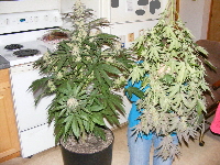 Qush-Harvest time! Pheno 2 in the pot 2012_06040039-2 Qush-Harvest time! Pheno 2 in the pot 2012_06040039-2