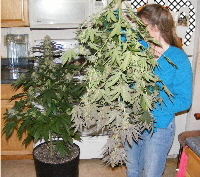 Qush-Harvest time! pheno 2 in the pot 2012_06040042-2 Qush-Harvest time! pheno 2 in the pot 2012_06040042-2