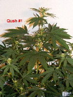 Qush 1 2012_04270020