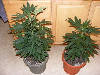 Qush 1-Qush 2 11 & 12 weeks 2012_03220024