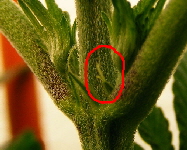Qush 1 preflower zoom  2012_02260002