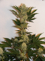 Qush Pheno 1 - 2012_05150016