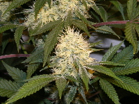 Qush Pheno 1 bud 2012_05180006