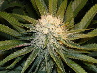 Qush Pheno 2 bud 2012_05180003