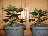 Qush at 5 and 6 weeks side view 2012_02220035