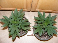 Qush at 5 and 6 weeks top view 2012_02220032