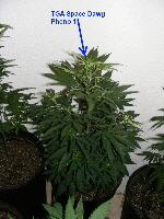 14. 17 weeks Space Dawg Pheno 1 2012_11010004