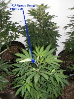 15. 17 weeks Space Dawg Pheno 2 2012_11010003