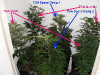 16. Qush_Space Dawg_Querkle preparing to flower 2012_11010002