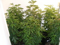 17. Qush_SpaceDawg_Querkle 2012_11110026