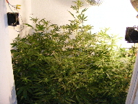 18. Qush_SpaceDawg_Querkle 2012_11240026
