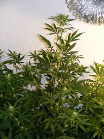 19. SpaceDawg Pheno 1 2012_11240028