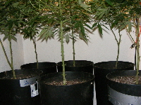 21. Qush_SpaceDawg_Querkle-trimmed lower branches 2012_11240020