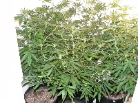 22. Qush_SpaceDawg_Querkle 2012_11240015